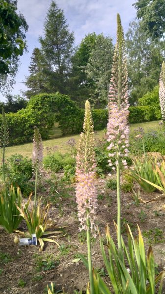 Eremurus robustus Jättimarskinlilja